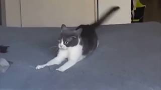 cat has a vietnam flashback
