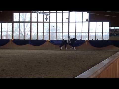 Dressurhengste Schleier | Prämienhengst Meilenstein auf der Burghof Hengstschau 2020