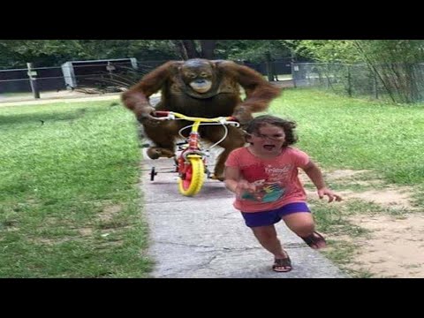 LAUGHING ZONE TRY NOT TO LAUGH 😆 Best Funny Videos Compilation 😂😁😆  PART 503