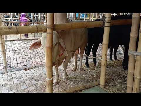 American Ranchers Raise 30,1 Million Beef Cattle This Way - American Cow Farm / caw farm