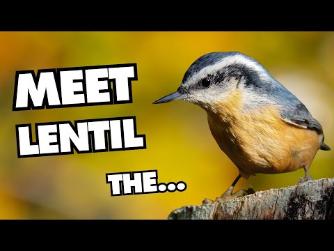 The Cutest Red-breasted Nuthatch There Ever Was