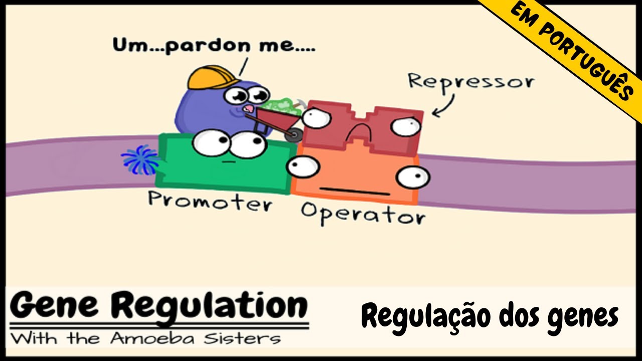 Regulação dos genes e a ordem do operon