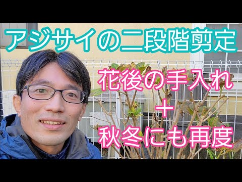 夏に素晴らしい開花を保証するために冬の終わりにアジサイを剪定するにはどうすればよいですか？  庭園