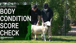 BCS | Body Condition Score Check | Sheep Farming | Verticroft Holdings | Ryan Singlehurst