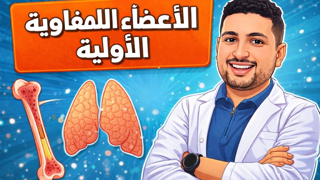 شرح الأعضاء الليمفاوية الأولية (نخاع العظام والغدة التيموسية) | أحياء تالته ث