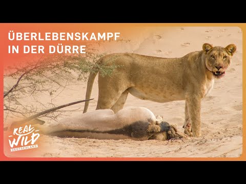 Überleben in der Namib-Wüste | So trotzen Tiere lebensfeindlichen Orten