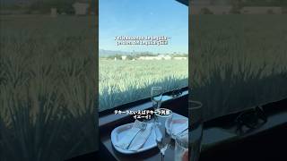 【メキシコ72時間旅】テキーラアイスにテキーラ列車?!感動したメキシコグルメ7選🇲🇽🍸🌮✨(後編)#メキシコ料理 #テキーラ列車 #グアダラハラ #guadalajara #shorts