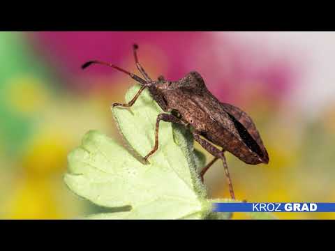 Najezda smrdibuba – insekticida nema