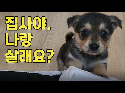 보호소에 간 집사를 간택한 유기견 / 유기견 입양