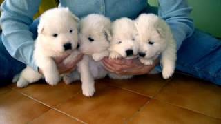 preview picture of video 'RAZAS DE PERROS: Samoyedo'