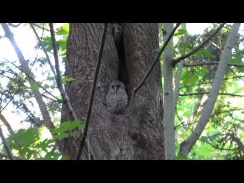 2 super cute wild barred owl chicks