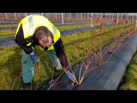 Borůvková farma Postoupky - Stříhání borůvek v jarním období, mladé rostliny