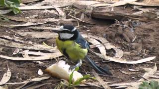 Download lagu African Blue Tit, Lac Sidi Bourghaba, Morocco 17th April 2013 mp3