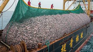 Como a China Captura 13,1 Milhões de Toneladas de Frutos do Mar por Ano – Pesca em Escala Gigante
