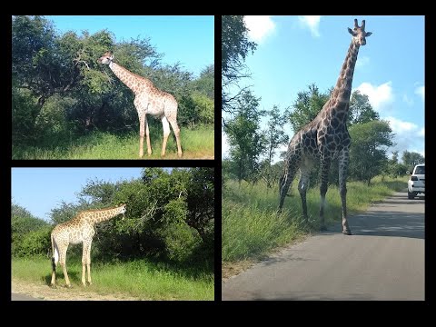Kruger National Park January 2026 Videos - Giraffe Compilation