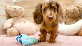 カニンヘンダックスフンドの動画01