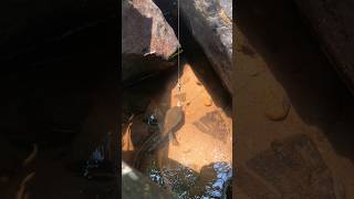 Download lagu Channa Rimbata Mempunyai simbol titik 3 Di Sisik nya mp3