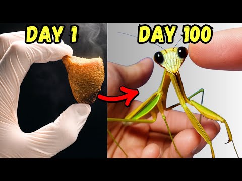I Raised a Killer Mantis for 100 Days and THIS happened...