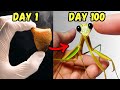 I Raised A Killer Mantis For 100 Days And THIS Happened