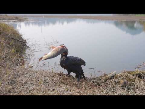 Unbelievable! Bird Catches Massive Fish by the Lake