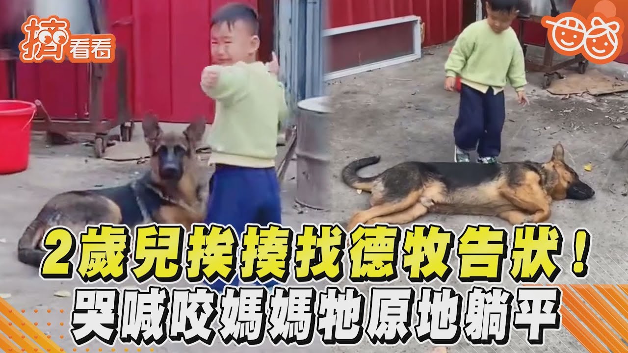 影音/2歲兒挨揍找德牧告狀! 哭喊咬媽媽牠原地躺平