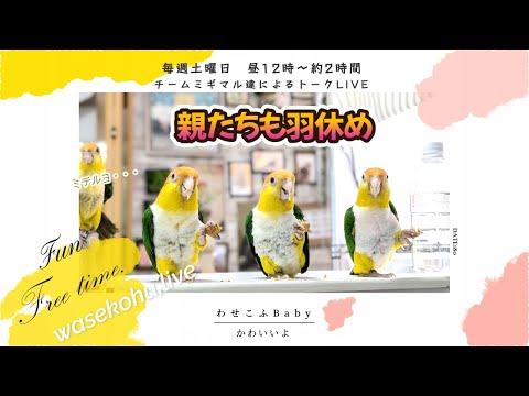 わせこふLIVE#212　やっと秋？（もちぽよちゃん飼い主募集中）