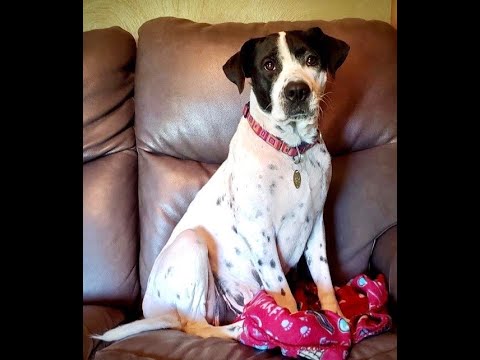 Tanga, an adopted English Pointer Mix in Kittanning, PA_image-1