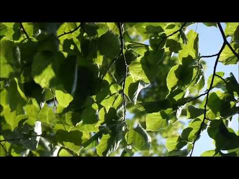 GREEN LEAVES ON A TREE ON A WINDY DAY FREE STOCK VIDEOS FOR CONTENT CREATORS - TOP 10 AGENT