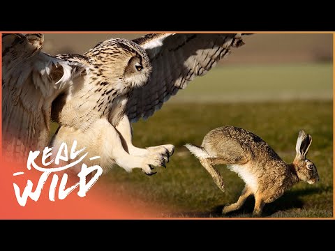 The Owl: Master Of The Hunt (Nature Documentary) | Natural Kingdom | Real Wild