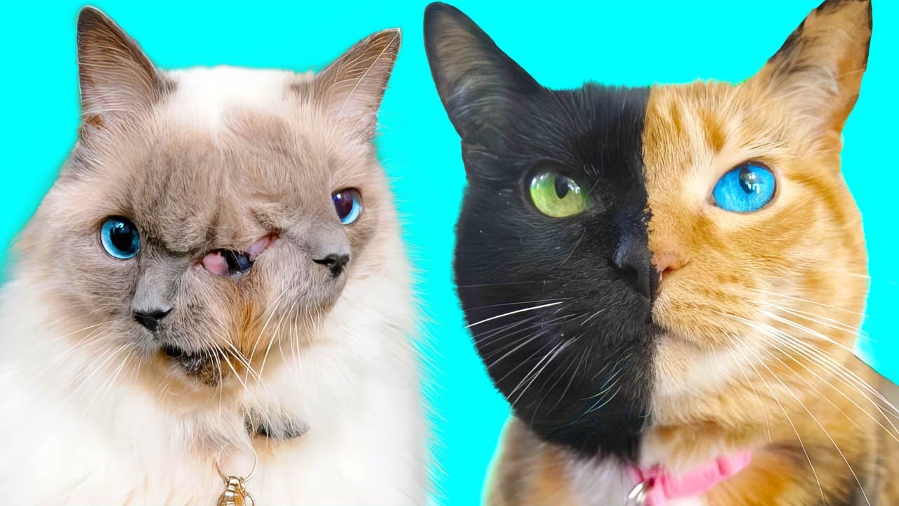 Abnormally Strange Cats That Actually Exist