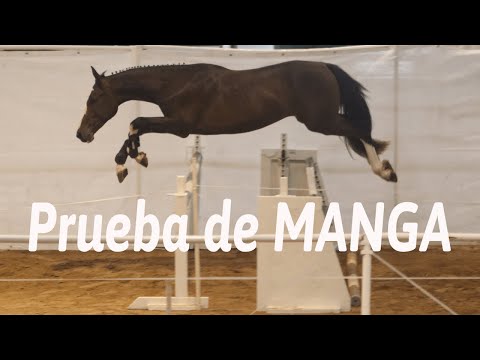 Salto en manga potros Silla Argentino