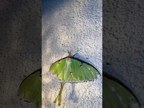 I Left a Light On at Night and Found… #bugs #moth #beetle