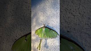 Download lagu I Left a Light On at Night and Found… #bugs #moth #beetle mp3