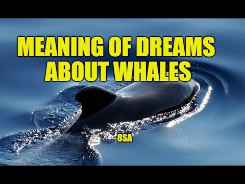 Meaning of Dreams About Whales - White, Black, Blue Whales, Whales Jumping Swimming Interpretations