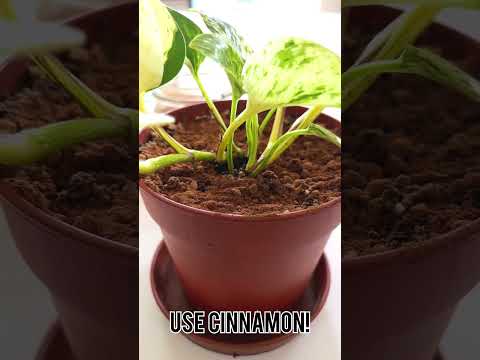 Got Fungus Gnats? Use Cinammon!