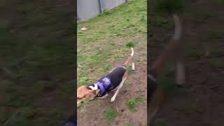 Video preview image #1 Mutt Puppy For Sale in Westwood, NJ, USA