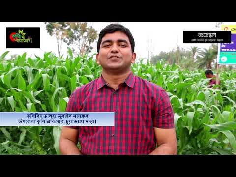 এক জমিতে দুই ফসল-দ্বিগুণ লাভ-আলু ভুট্টা সমন্বিত চাষ, Potato-maize mixed croping