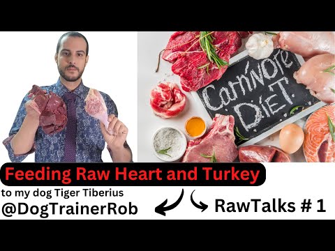 Feeding Raw Turkey Leg and Hearts