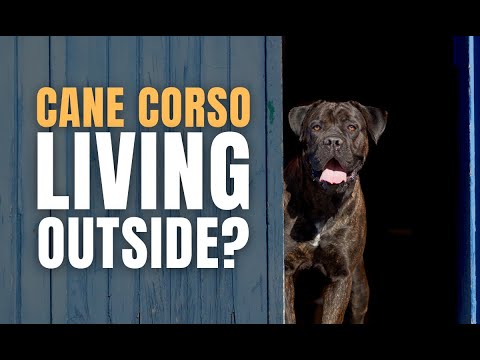 Can a Cane Corso Live Outside? (Hot or Cold)