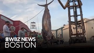 Massachusetts charter boat captain describes reeling in record-breaking marlin