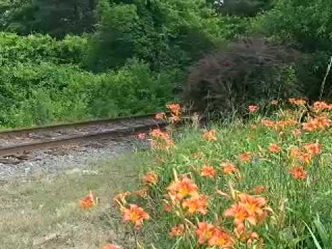 1st YouTube video about are all daylilies invasive