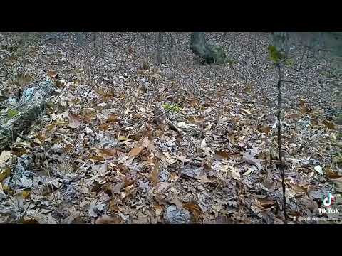 Growl Captured during daytime walk through