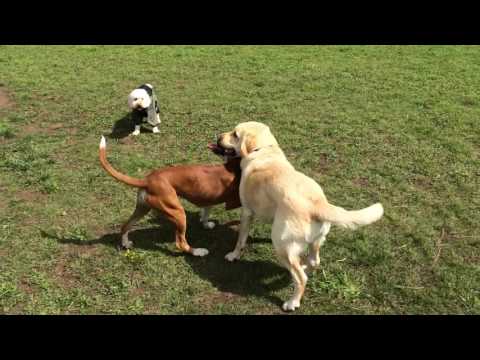 Dog Play-role reversal dog play interaction