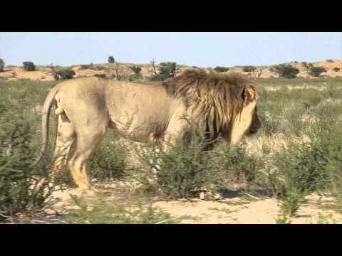 Afrika pro Bushman party