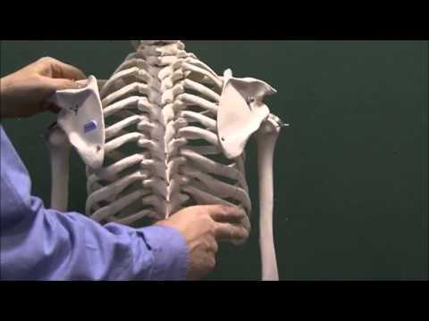 Anatomy 9, Thoracic bones
