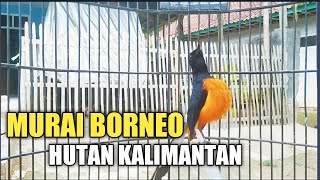 Download lagu Mengundang EMOSI Lawan || Murai batu BORNEO ori Hutan KALIMANTAN mp3