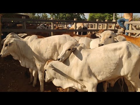 Feira do Gado de Rompe Gibão em Estrela de Alagoas. AL. 25/01/2026