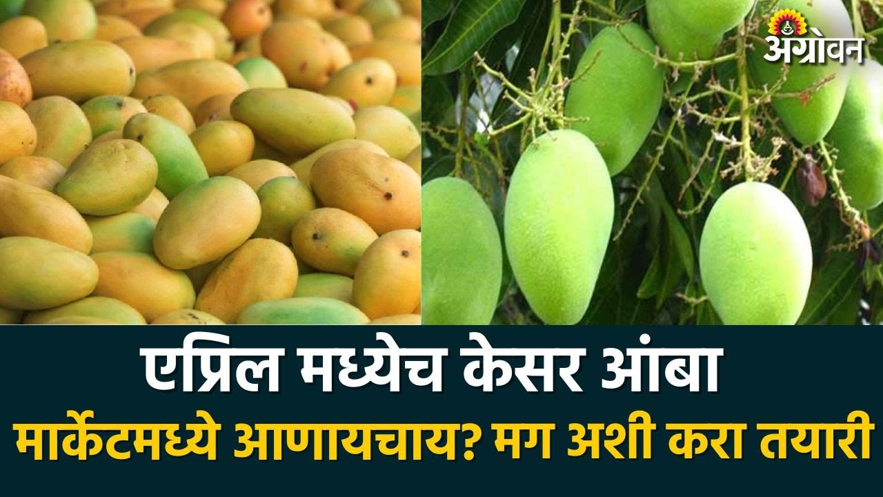 Mango Orchard Management : अतिघन केसर आंबा बागेत चांगल्या बहरासाठी उपाययोजना | Agrowon