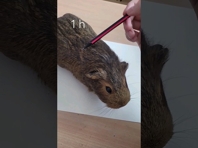 Vídeo relacionado con Cute Kawaii Capybara Ramen Axolotl Boba Kids Boys Girls Camiseta