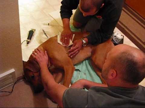 YouTube video about: How much does it cost to stitch up a dog?